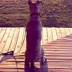 Luna at Sunset, Mudgee